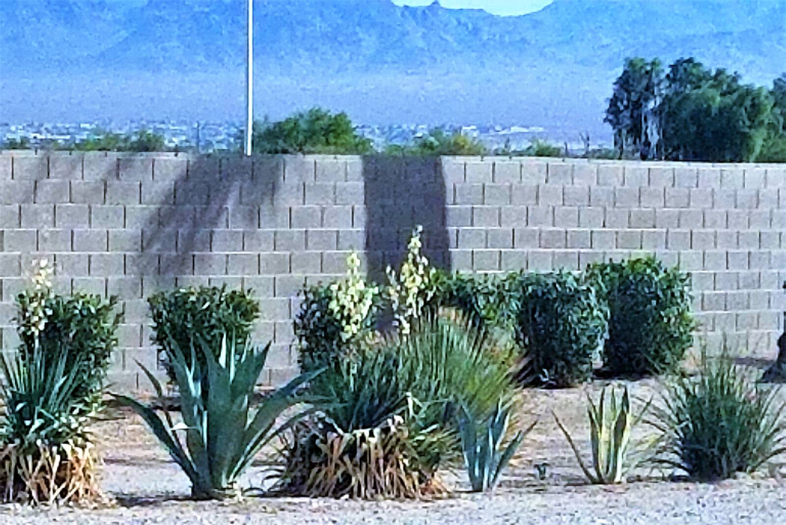 Native desert plant installation