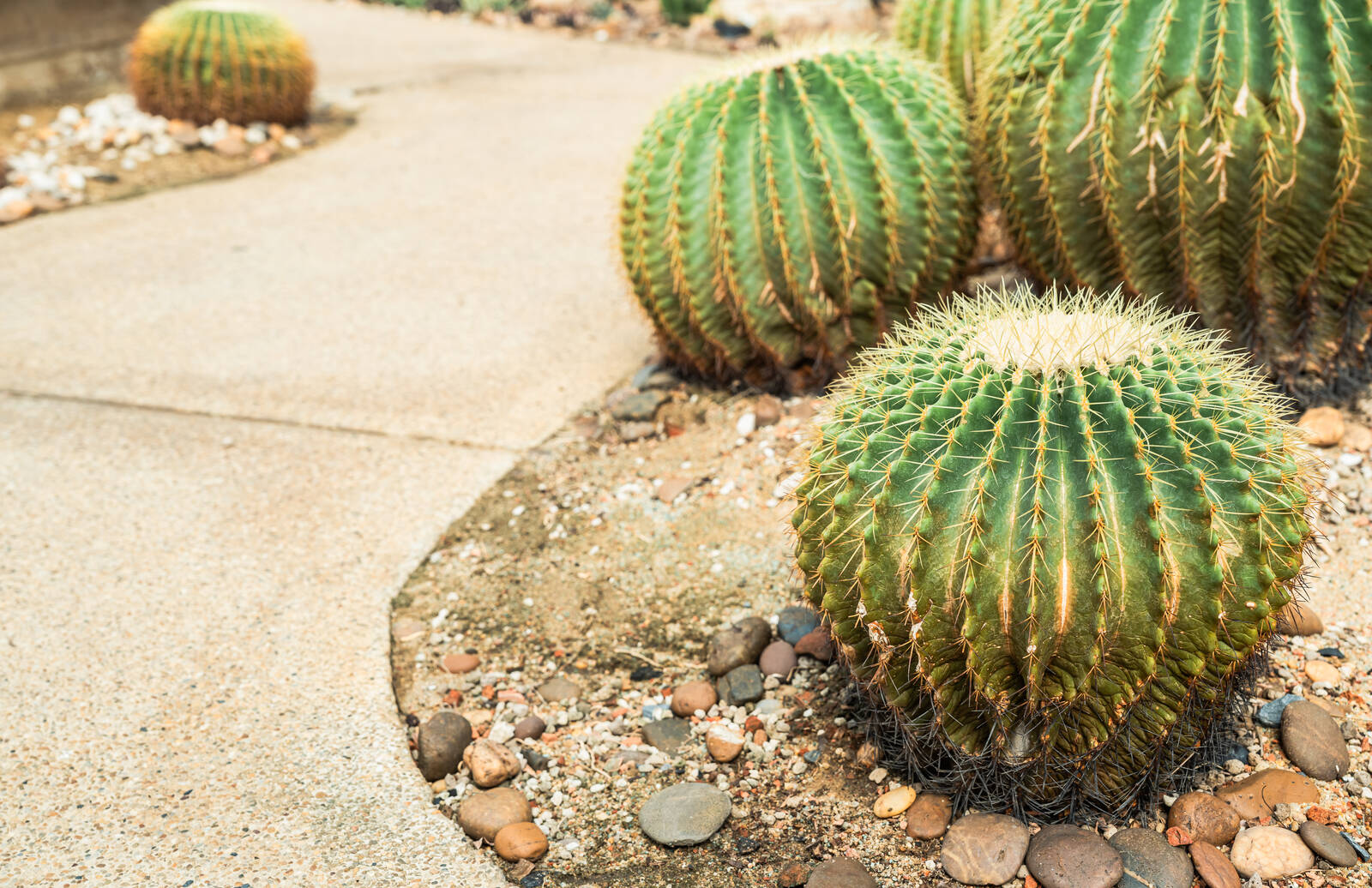 Desert landscape design