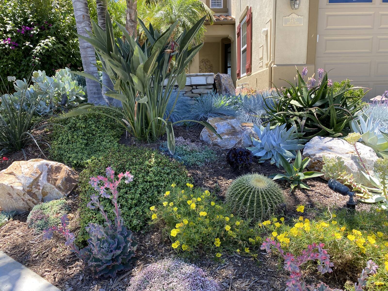 Desert Xeriscaping